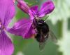 Anthophora plumipes